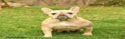 French Bulldog dogs for sale: Crystal  - Ad 1