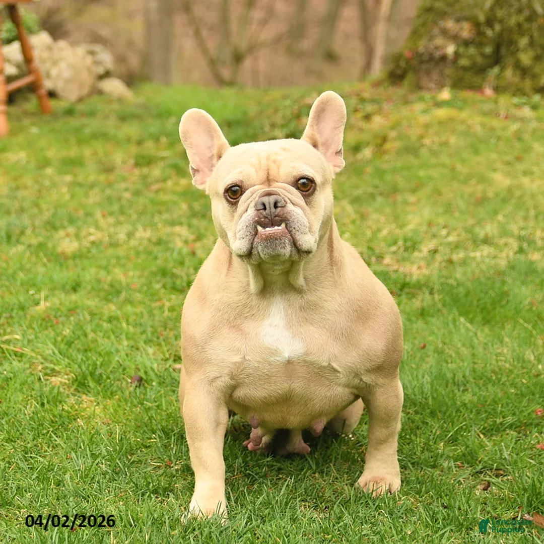 French Bulldog dogs for sale: Crystal  - Ad 1