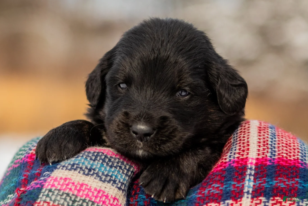 Mixed Breed dogs for sale: Kierra - Ad 2