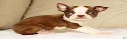 Boston Terrier dogs for sale: Peanut - Ad 7