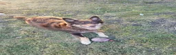 Mixed Breed dogs for sale: Michael - Ad 7