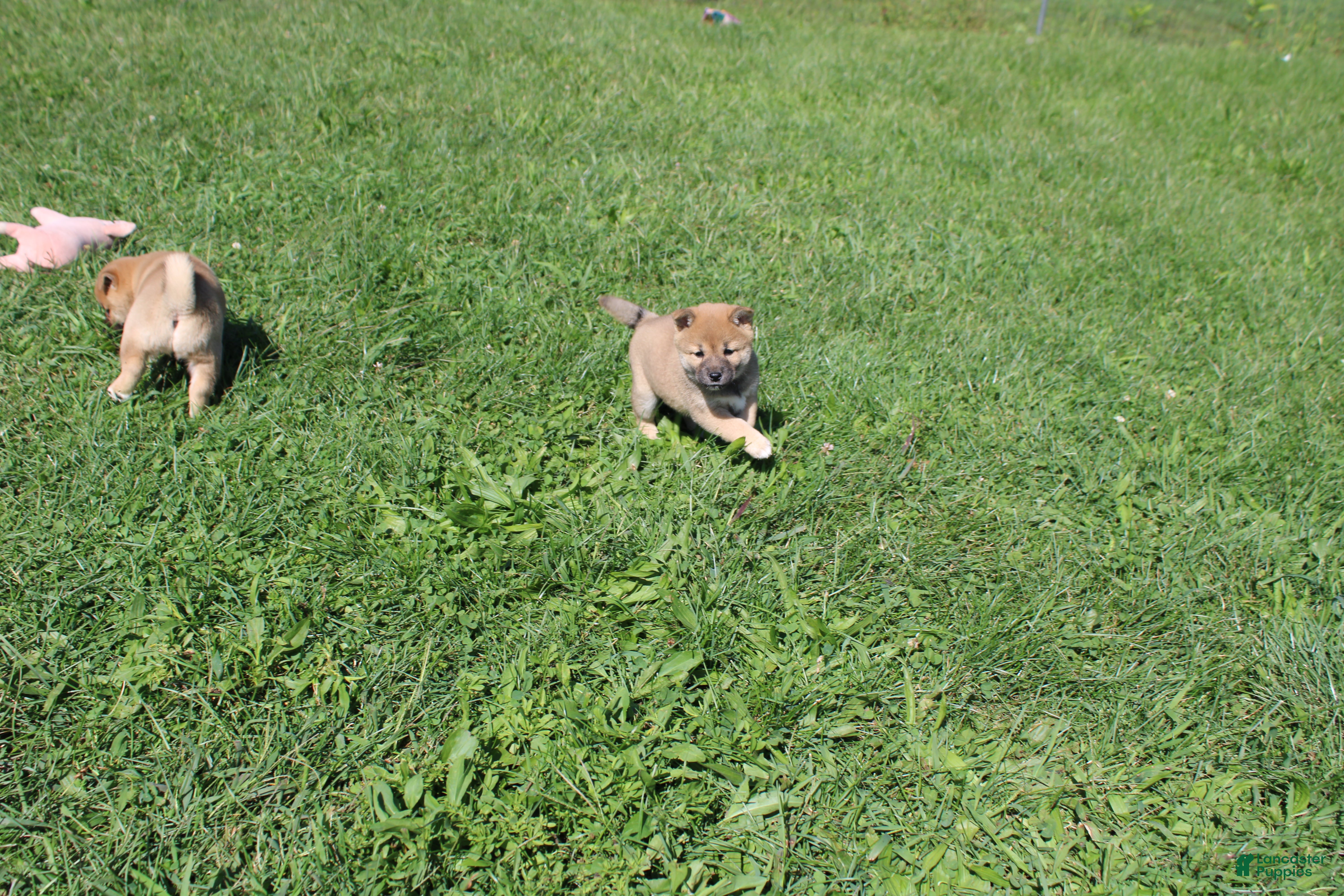 Shiba Inu dogs for sale: Chili - Ad 4