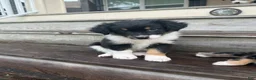Miniature Australian Shepherd dogs for sale: CHEVY- (Lime Green Collar) - Ad 2