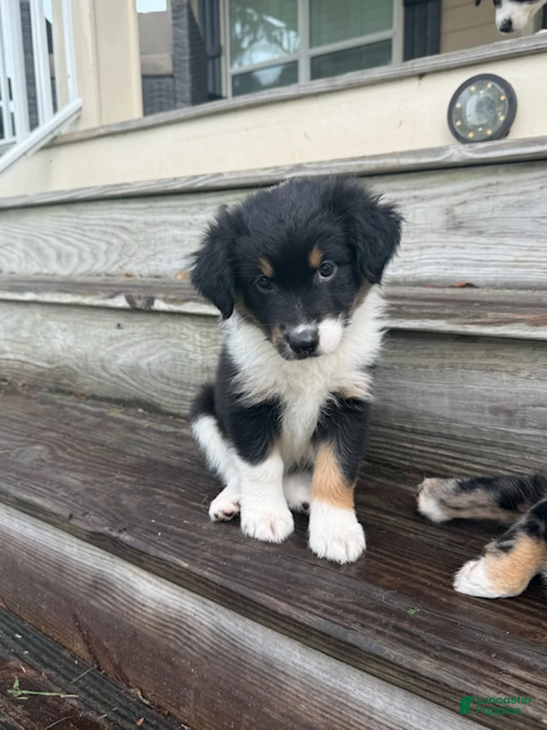 Miniature Australian Shepherd dogs for sale: CHEVY- (Lime Green Collar) - Ad 2