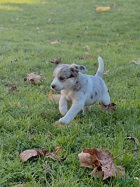 Mixed Breed dogs Molly - Ad 1