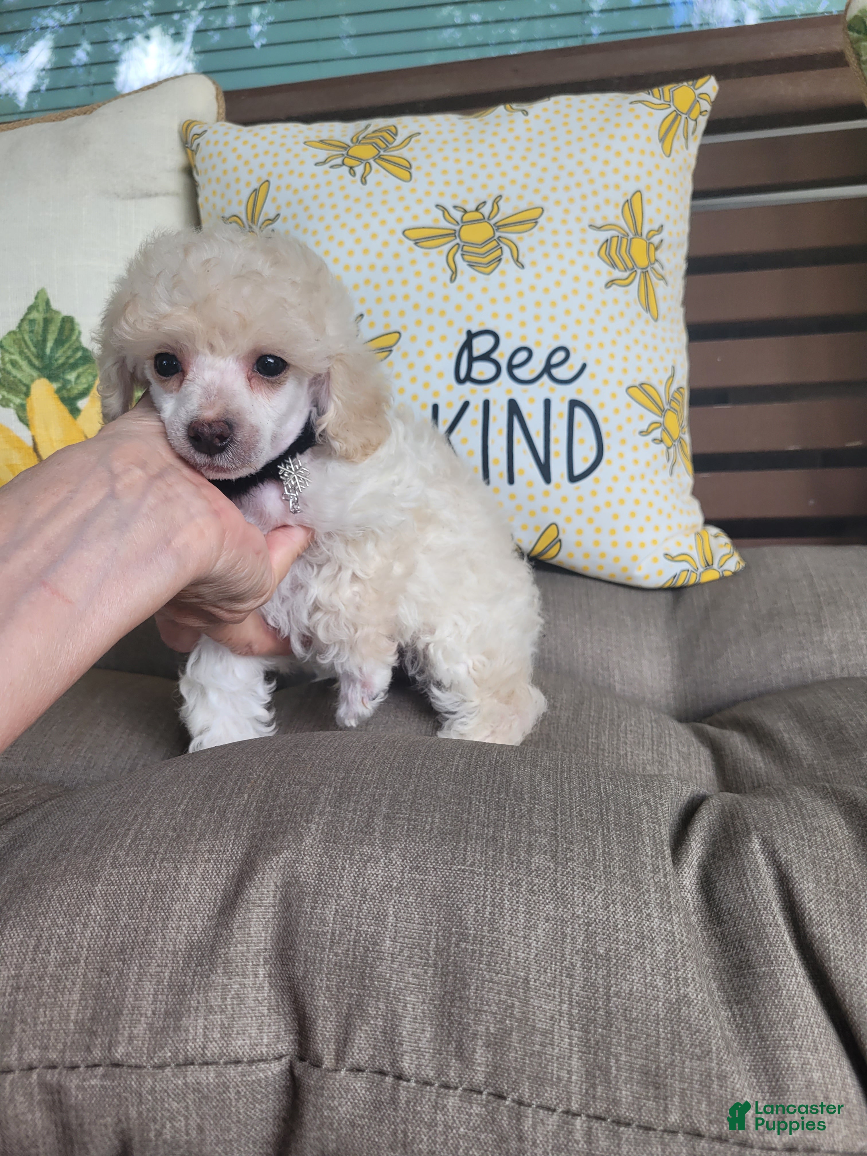 Miniature Poodle dogs Rosco - Ad 25