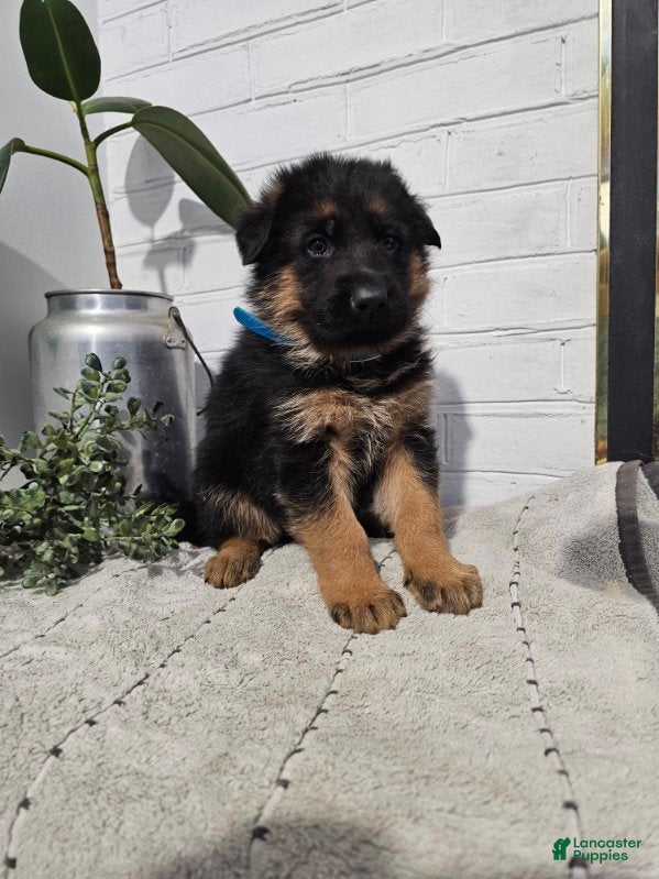 German Shepherd dogs Ranger - Ad 2