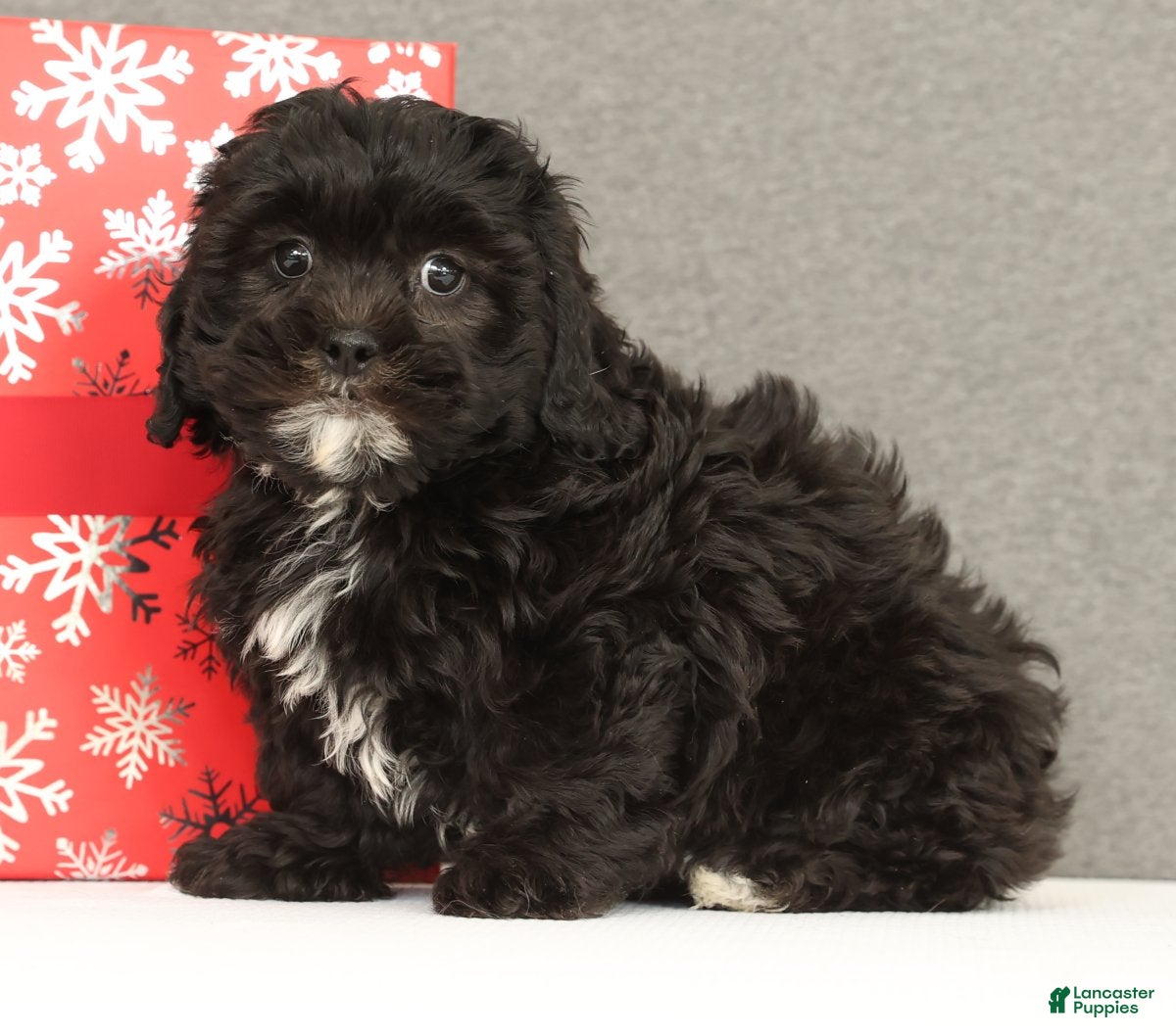 Shihpoo dogs Eeyore - Ad 40