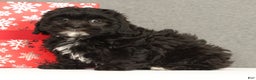 Shihpoo dogs for sale: Eeyore - Ad 1
