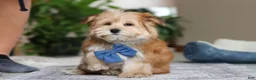 Morkie dogs for sale: Taylor - Ad 6