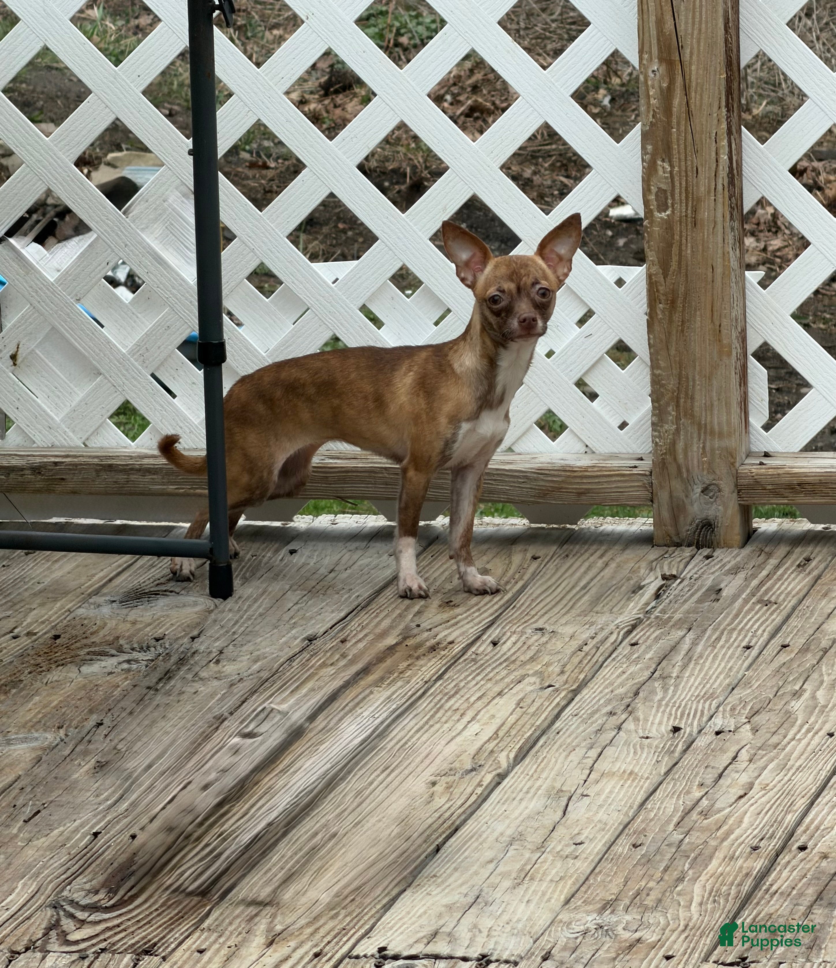 Chihuahua dogs Tara - Ad 39