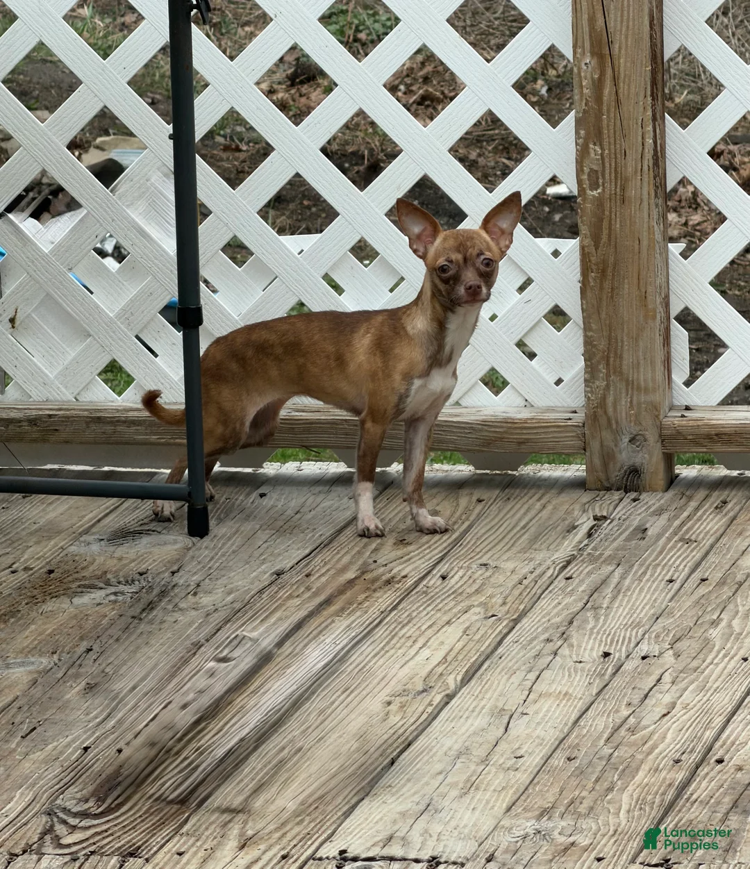 Chihuahua dogs for sale: Tara - Ad 1