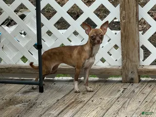 Chihuahua dogs Tara - Ad 39