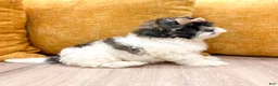 Shihpoo dogs for sale: Twinkle - Ad 5