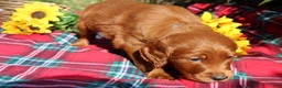 Mixed Breed dogs for sale: Rocky - Irish Goldendoodle  - Ad 6