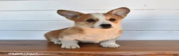 Welsh Corgi Pembroke dogs for sale: Toffee - Ad 3