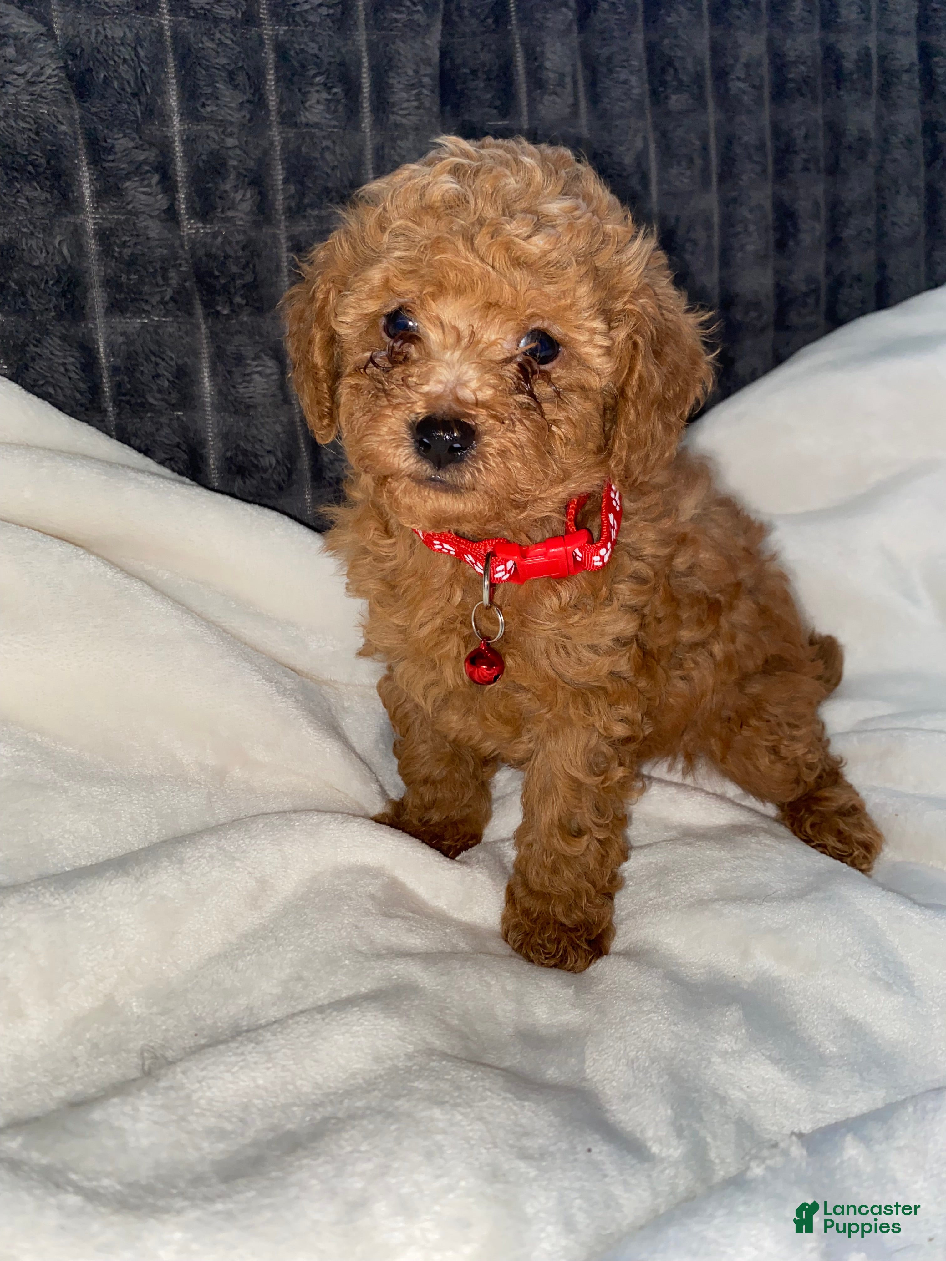 Toy Poodle dogs Benny - Ad 1
