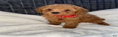 Benny