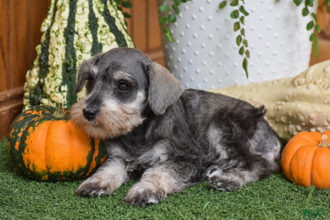 Miniature Schnauzer dogs for sale: Mars - Ad 2
