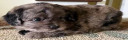Mixed Breed dogs for sale: Theo - Ad 3