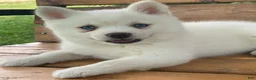 Alaskan Klee Kai dogs for sale: Pretty Blue Eyed SnowWhite~! - Ad 5