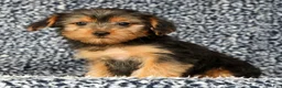 Yorkshire Terrier dogs for sale: Amy - Ad 1