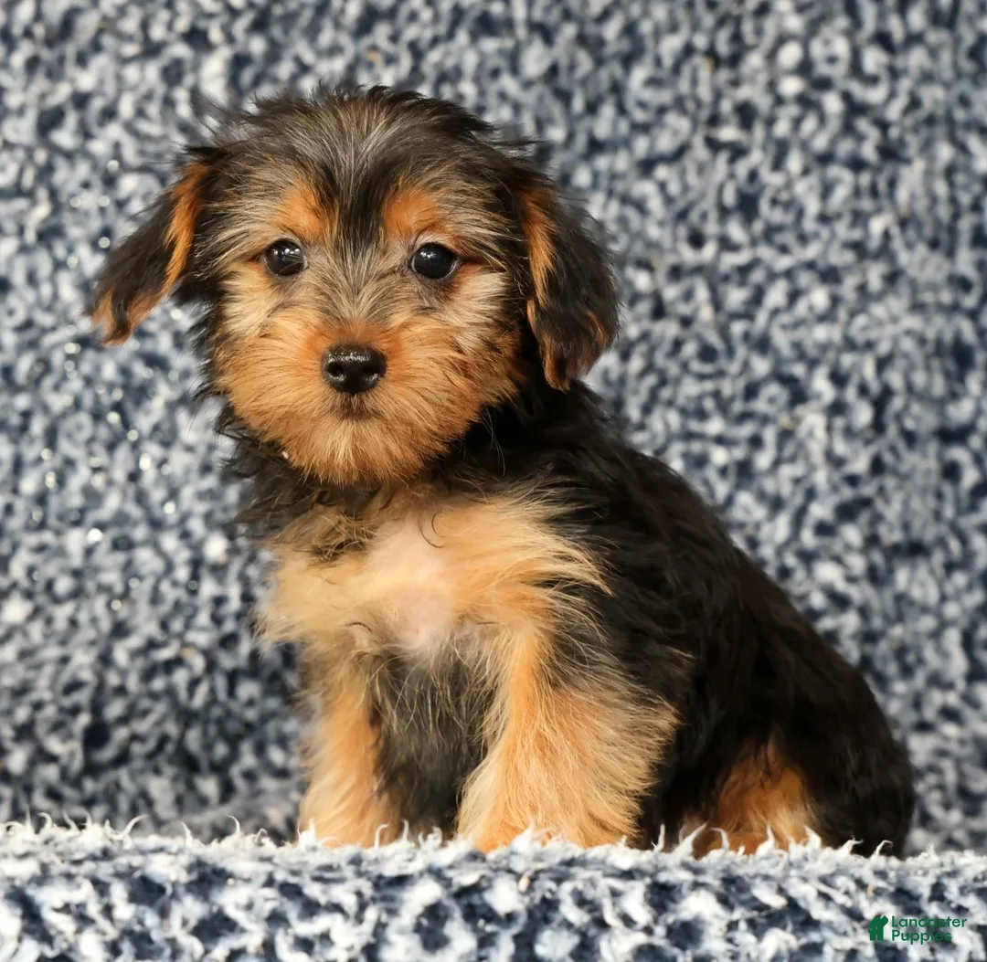 Yorkshire Terrier dogs for sale: Amy - Ad 1