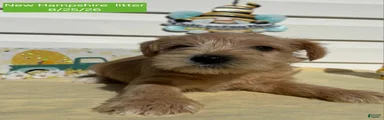 Miniature Schnauzer 7