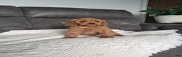 Cavapoo dogs for sale: Liam - Ad 4