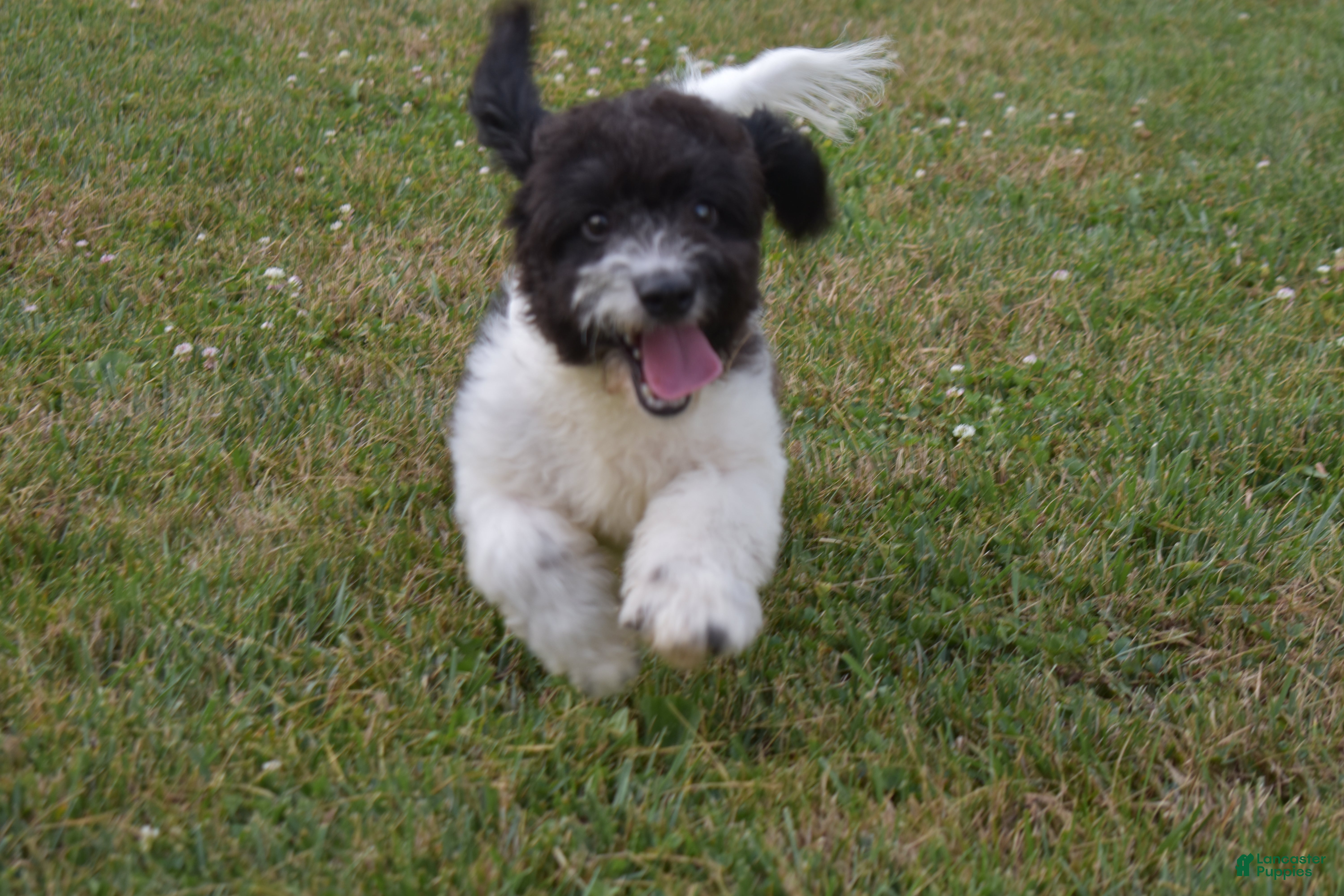 Cavapoo dogs Karson - Ad 2