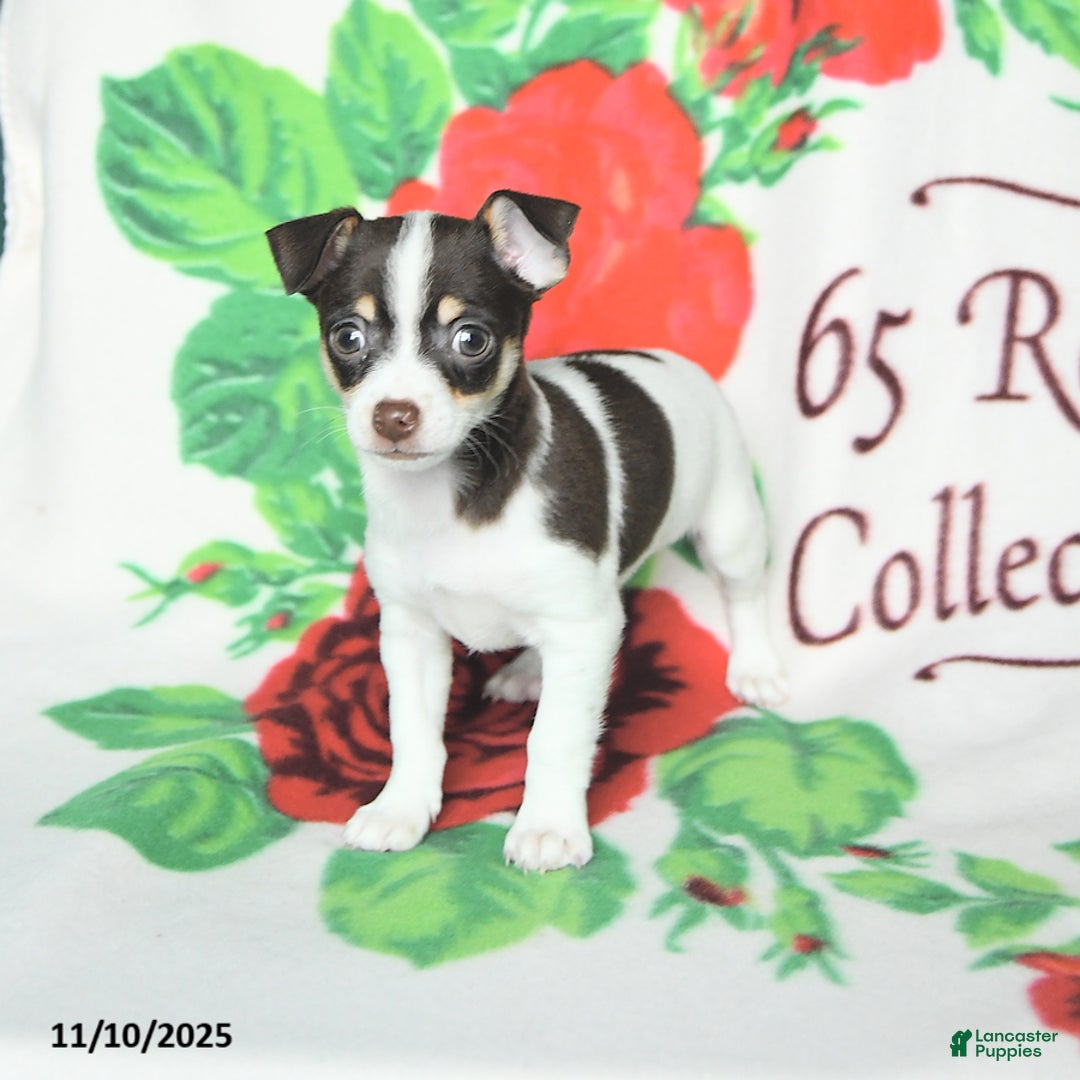 Chihuahua dogs for sale: Simon - Ad 4