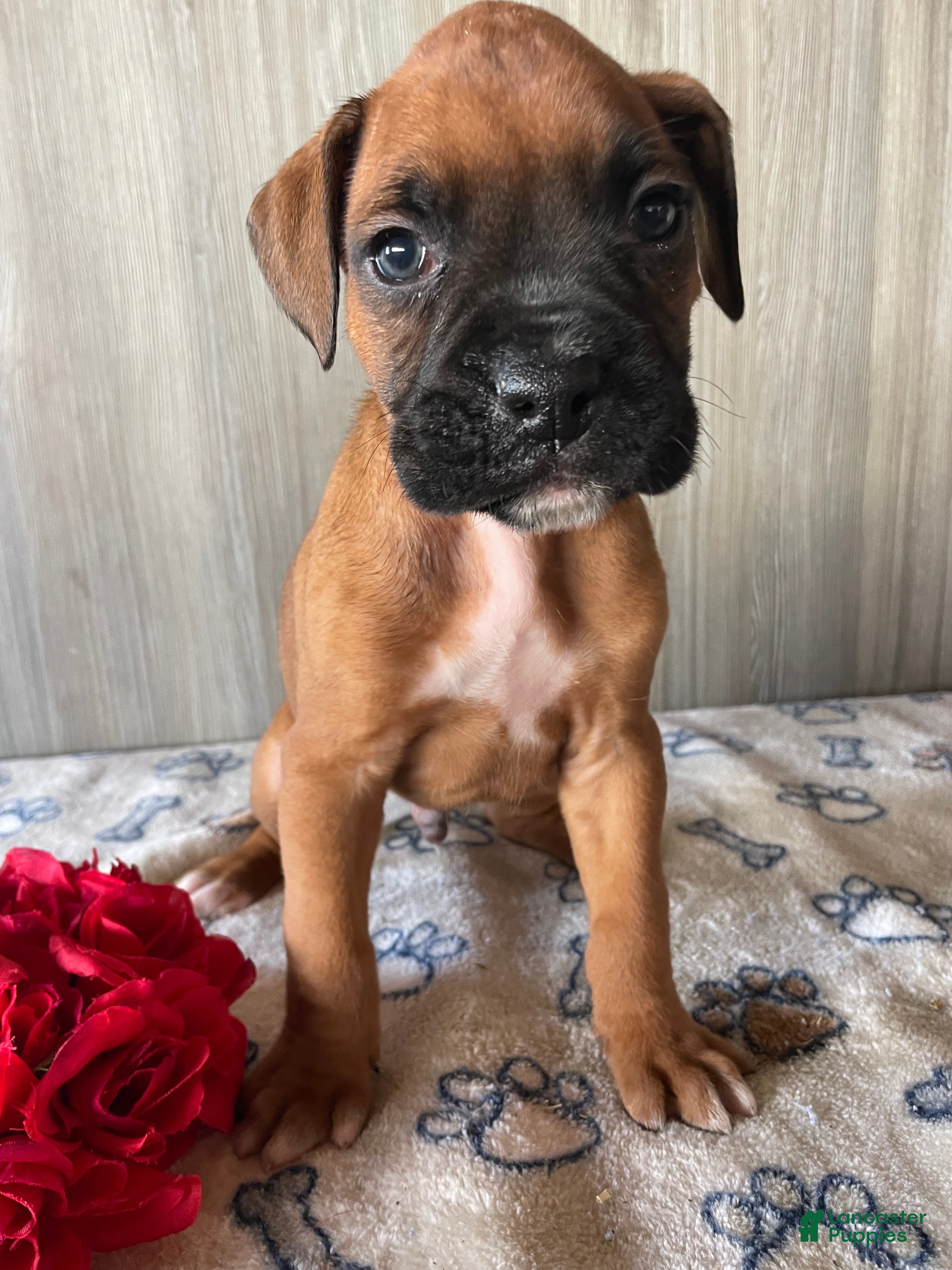 Boxer dogs Bentley - Ad 22