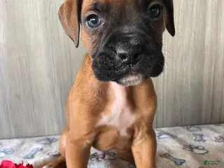 Boxer dogs Bentley - Ad 22