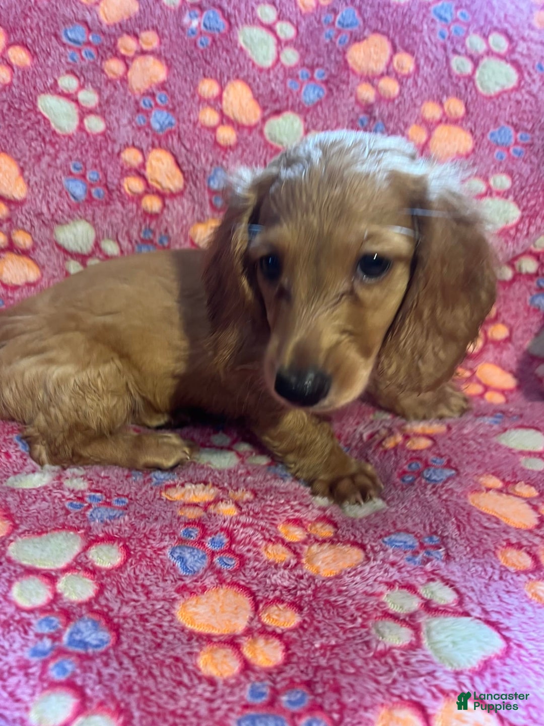 Miniature Dachshund dogs for sale: Clementine - Ad 4