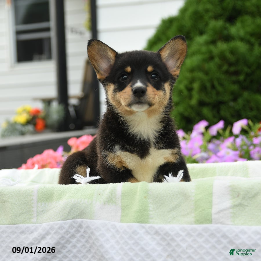 Welsh Corgi Pembroke dogs Blair - Ad 1