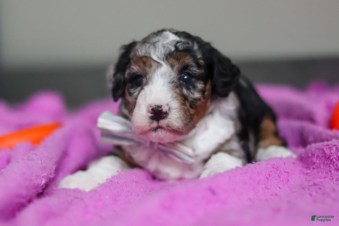 Mini Bernedoodle dogs for sale: Jasper - Ad 2