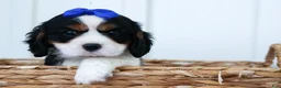 Cavalier King Charles Spaniel dogs for sale: Walker 🩵 - Ad 11