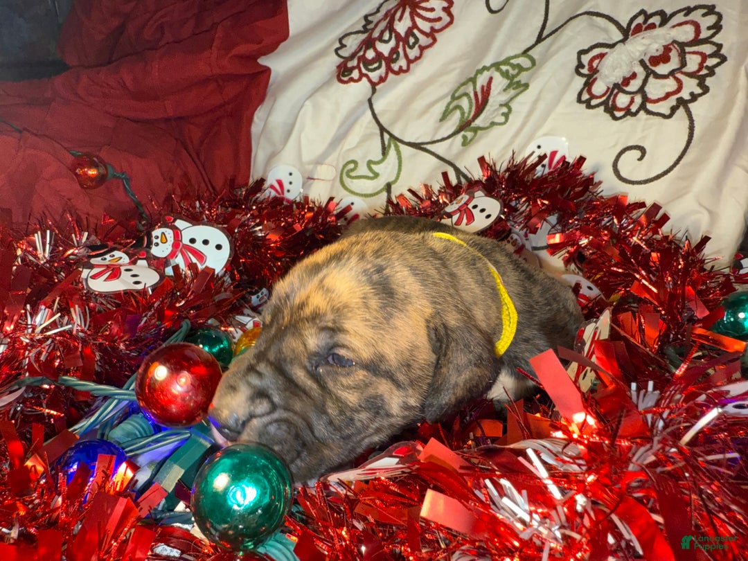 Great Dane dogs for sale: Howard - Ad 36