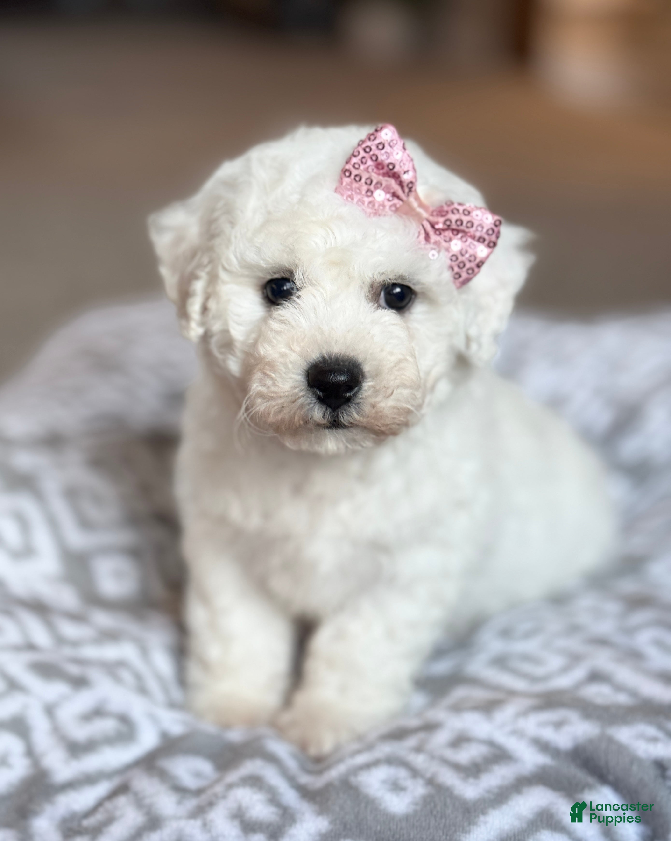 Bichon Frise dogs for sale: Lacey - Ad 33