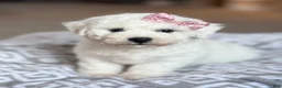 Bichon Frise dogs for sale: Lacey - Ad 1