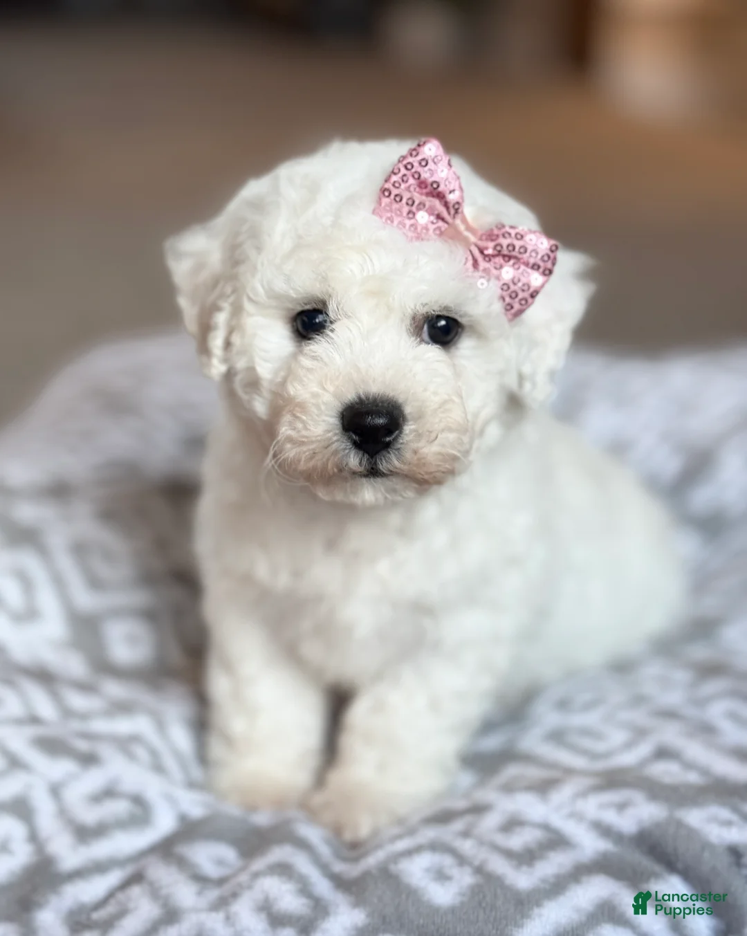 Bichon Frise dogs for sale: Lacey - Ad 1