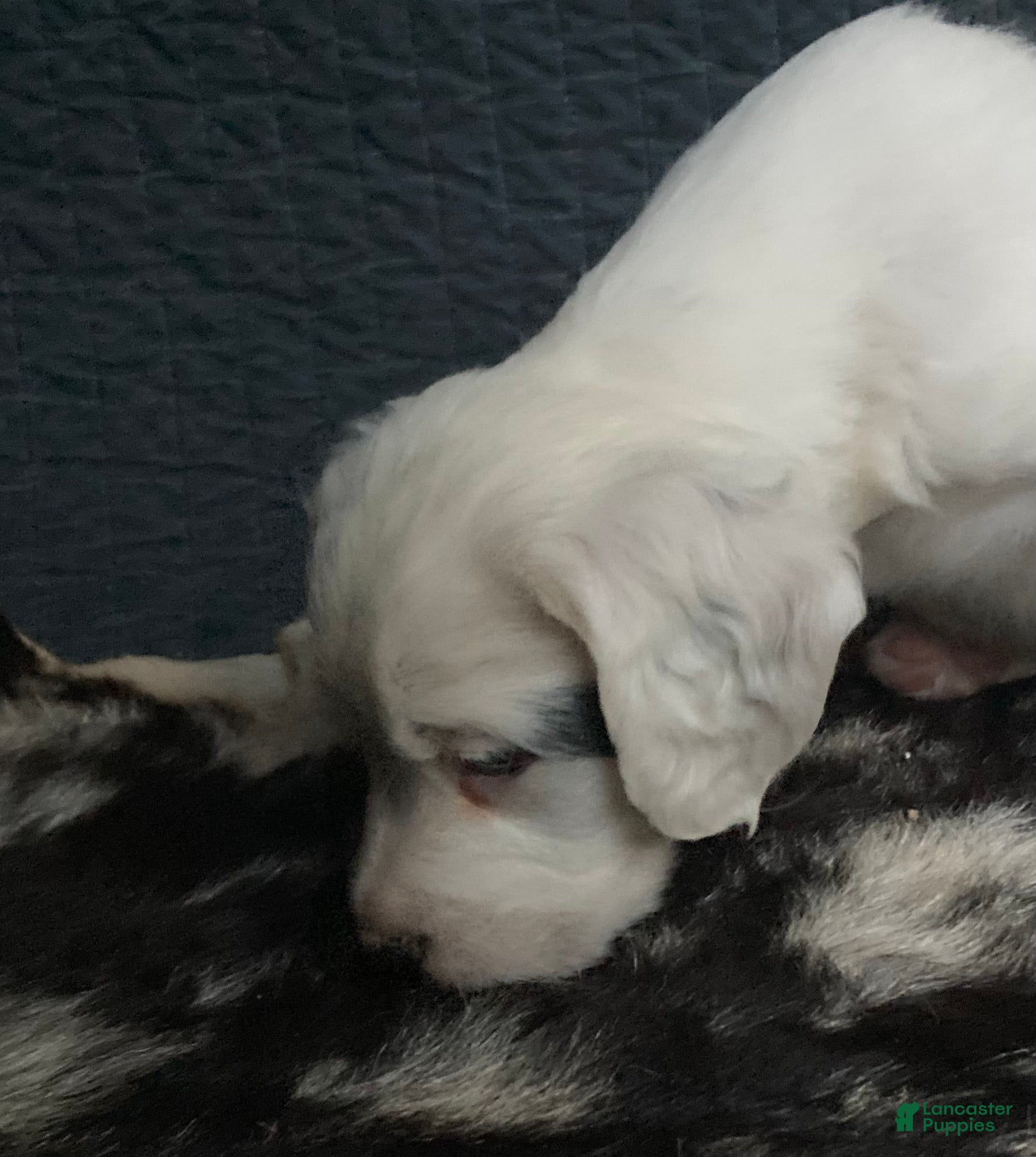 English Setter dogs Marlin - Ad 2