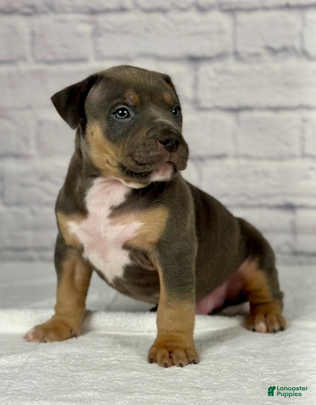 American Bully dogs for sale: Blue Moon - Ad 20