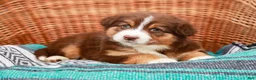 Australian Shepherd dogs for sale: Macy - Ad 7