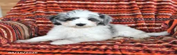 Mini Aussiedoodle dogs for sale: Sylvia - Ad 4