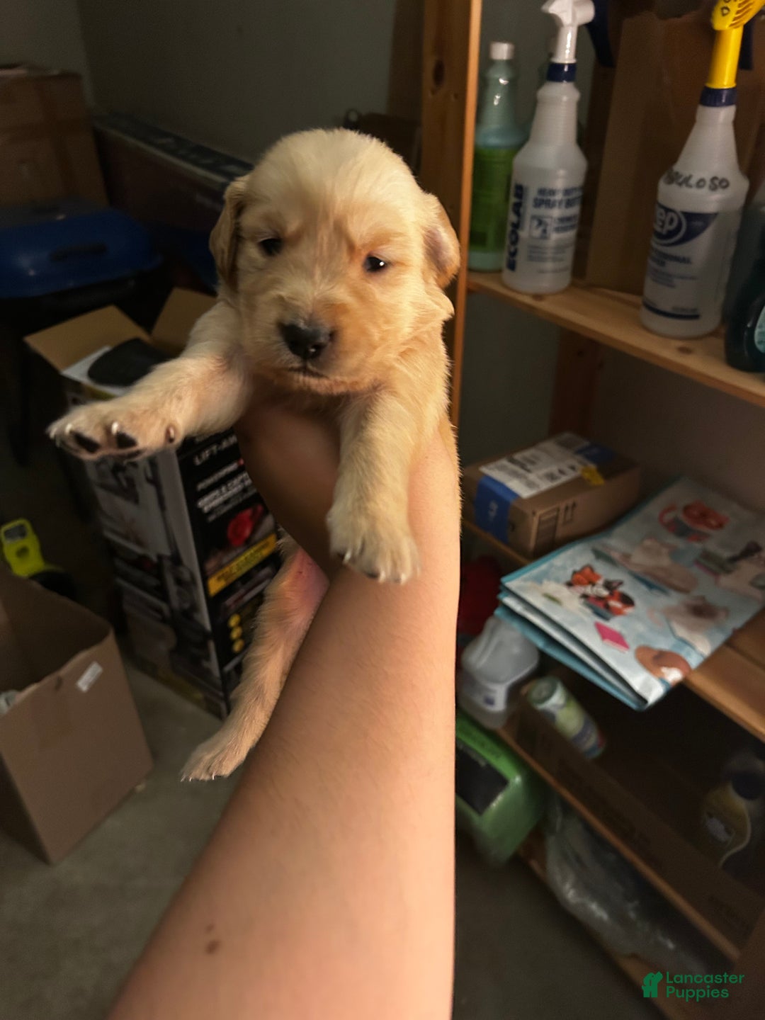 Golden Retriever dogs for sale: Light blue - Ad 1