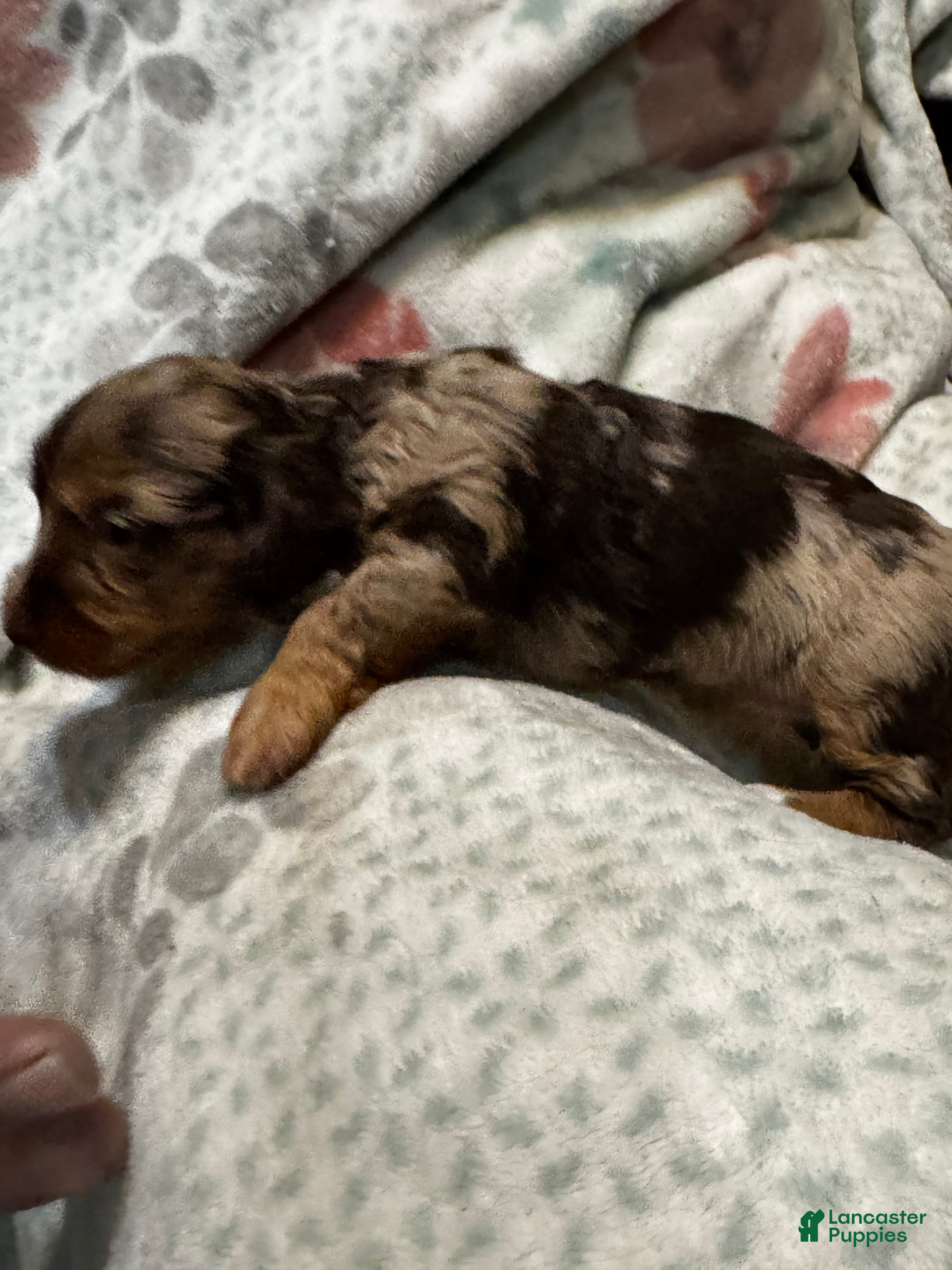 Dorkie dogs Rosey - Ad 1