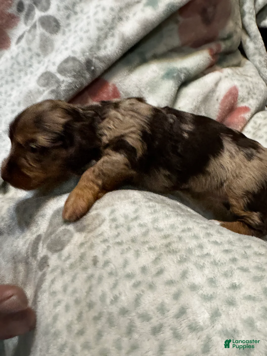 Dorkie dogs for sale: Rosey - Ad 1