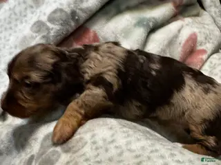 Dorkie dogs Rosey - Ad 1