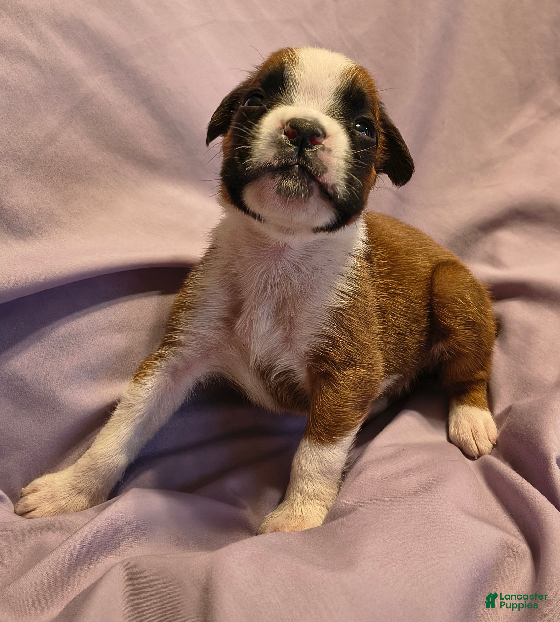 Boxer dogs Sage - Ad 1